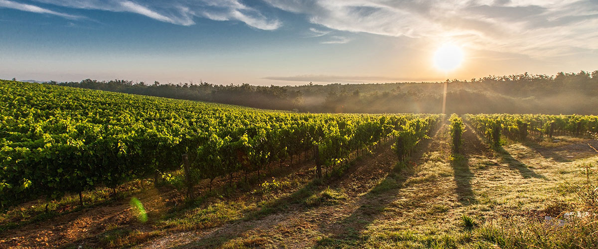 Rendez-vous au château : Vignobles de coteaux